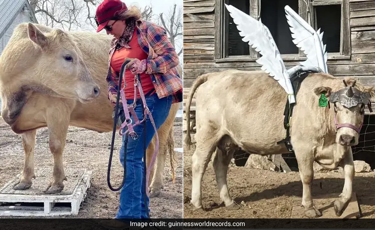 Watch: Skilled US Cow Performs 10 Tricks In 1 Minute To Set World Record Watch: Skilled US Cow Performs 10 Tricks In 1 Minute To Set World Record