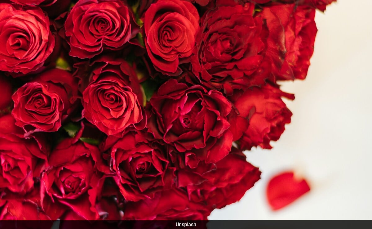 Rose Day 2024: Date, Significance And Wishes Rose Day 2024: Date, Significance And Wishes