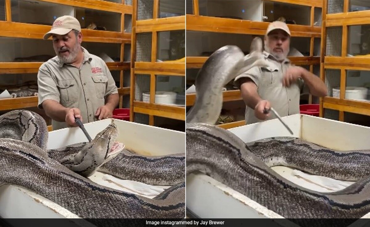 Watch: Massive Python Attempts To Attack Zookeeper On The Face, Internet Stunned Watch: Massive Python Attempts To Attack Zookeeper On The Face, Internet Stunned