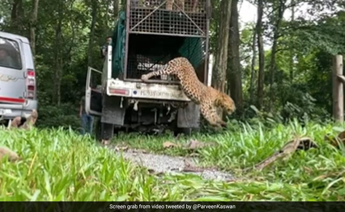 ”Back To Freedom”: Forest Officer Shares Video Of Rescued Leopard Being Released Into The Wild ”Back To Freedom”: Forest Officer Shares Video Of Rescued Leopard Being Released Into The Wild