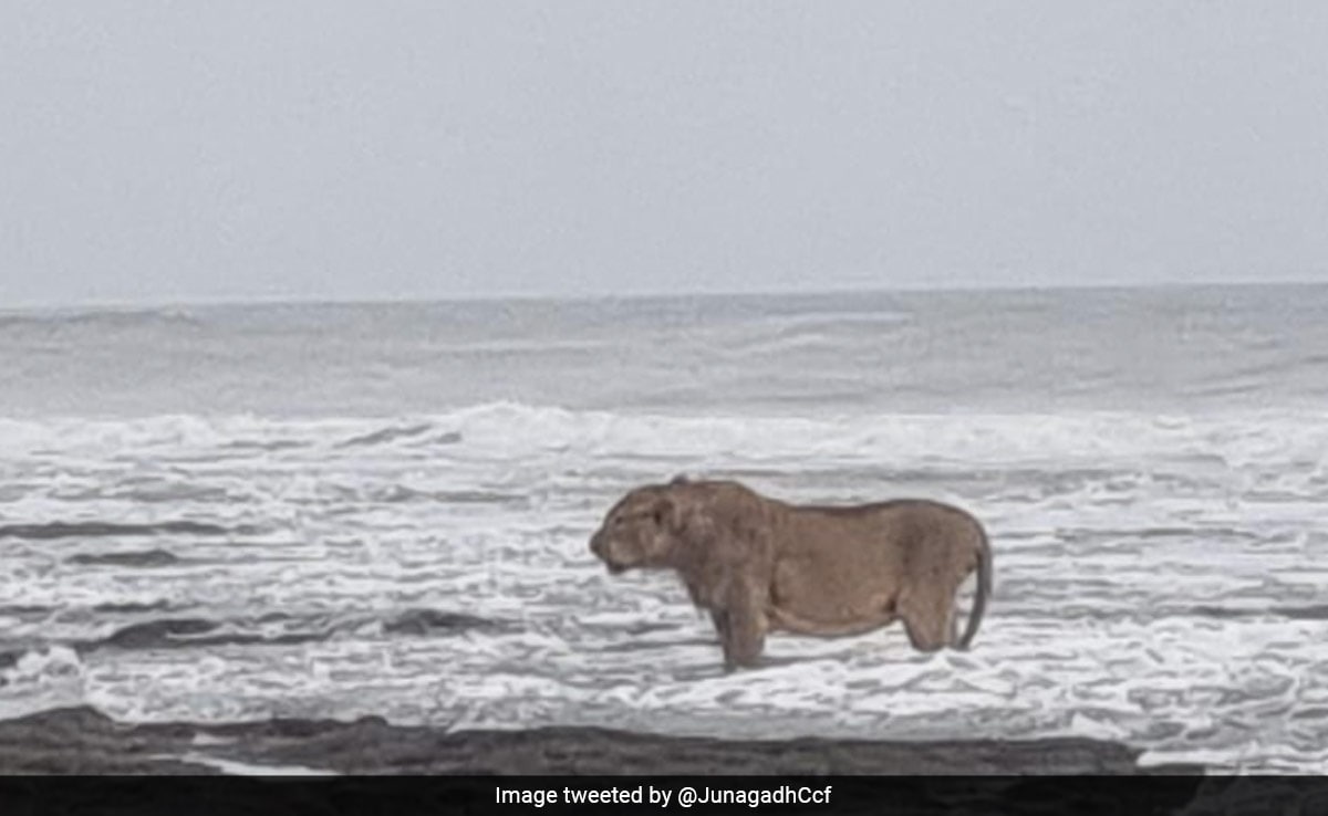 Lion Seen Standing On Arabian Sea Coast In Gujarat, Internet In Awe Lion Seen Standing On Arabian Sea Coast In Gujarat, Internet In Awe