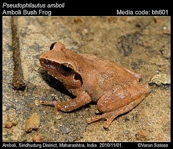 Pseudophilautus amboli - Amboli Bush Frog