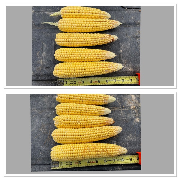 1627486810 254 Moleaers nanobubbles lift RainAgs corn yields up to 16