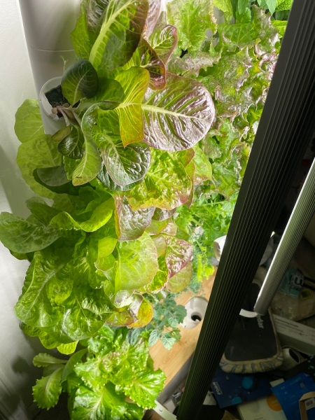 1633885806 88 Gardyn uses IoT to help you grow greens indoors