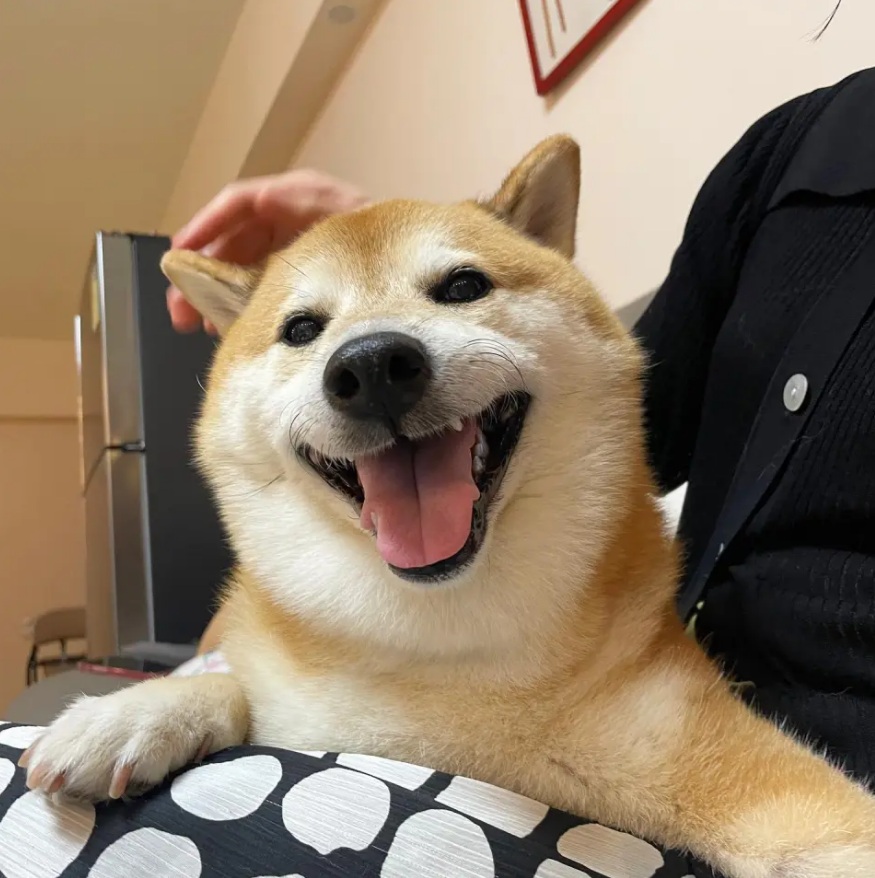 Goodbye, Cheems: Iconic Dogecoin Meme Pooch Succumbs To Leukemia At Age 12 | TheSpuzz Goodbye, Cheems: Iconic Dogecoin Meme Pooch Succumbs To Leukemia At Age 12 | TheSpuzz